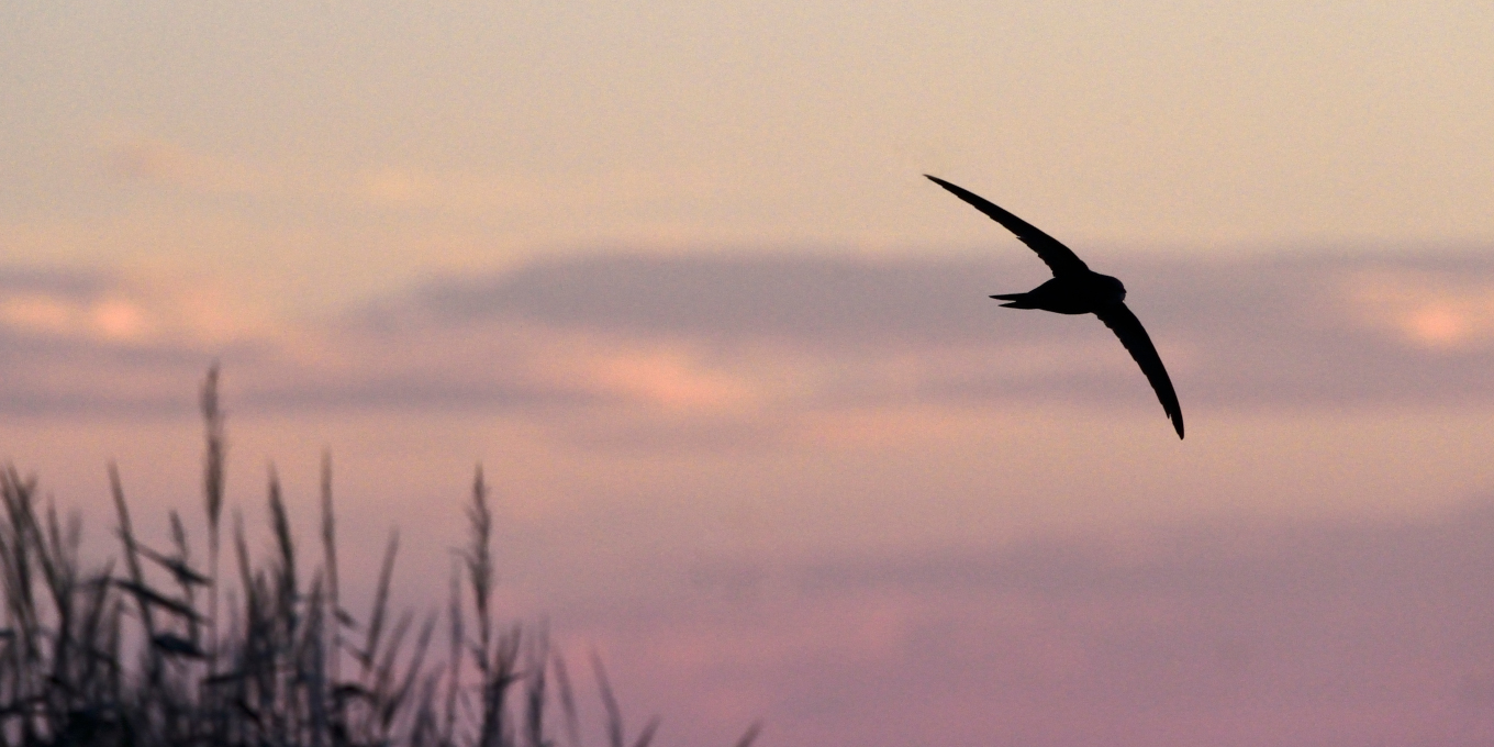 Martinet noir (Apus apus) © Fabrice Cahez